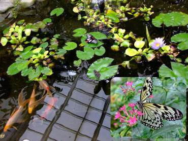 Pacific Science Center's Butterfly House, 2009