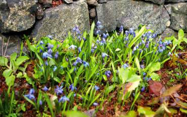 Chionodoxa (Glory of the Snow) bulbs are electric in spring.