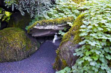 Oxalis thrives in shady rocks around a hosebib.