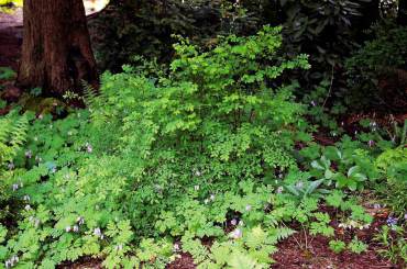 Native deciduous huckleberry bushes and a mix of perennials thrive in the shade of hemlocks and Douglas firs.