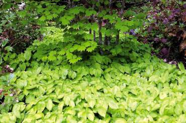 A part-shade location underneath Vine maple is happily colonized by evergreen perennial Epimedium "Neosulphureum."