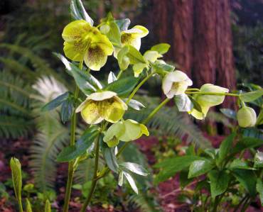 Hellebore flowers catch early spring light.