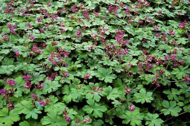 Geranium x cantabrigiense hybrid makes a fine evergreen groundcover under trees.