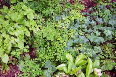 Epimedium (left), Thalictrum (small round leaves), Geranium (right), Hellebore (foreground) mingle in the woodland duff.