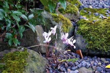 Cyclamen flowers brighten a dark spot.