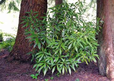 Beautiful, evergreen shrubs, Aucuba japonica cultivars — appreciate dense shade.