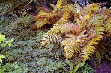 Dryopteris erythrosora (autumn fern) with its fresh fronds is backdrop to groundcover of native Vancouveria.