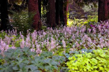 A colony of spring-blooming Tiarella cordifolia "Brandywine" grows under western hemlocks with the help of summer irrigation.