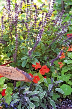 Gifts From the Garden