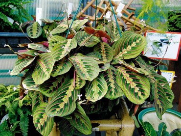 Maranta tricolor (prayer plant)