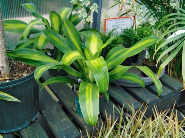 Dracaena fragrans