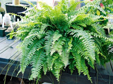 Hephrolepsis exatata bostoniensis (Boston Fern)