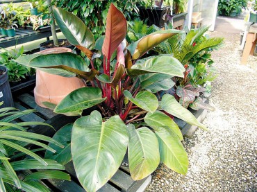 P. rubescens (blushing Philodendron)