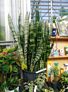 Sanseveria