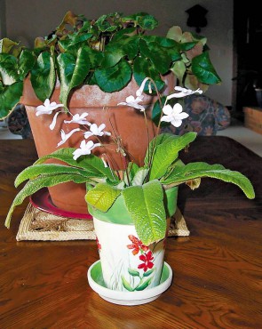 Cyclamen & Streptocarpus