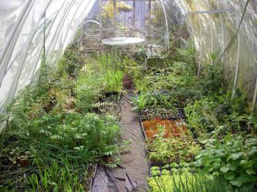 My old cold frame made from PVC pipe, 2006, which collapsed after a snowstorm.