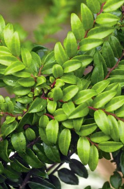 A favorite Pacific Northwest native evergreen huckleberry is perfect addition to wreaths and garlands.