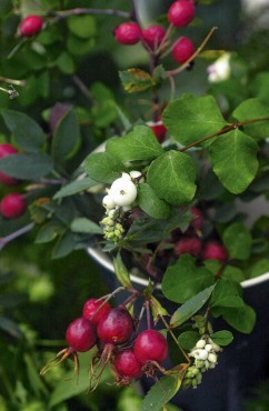 Rose hips and native snowberry hang like jewels from branches.