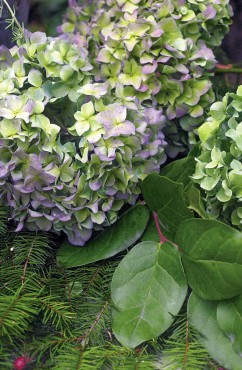 Dried mophead hydrangeas add a bounty of color and texture to arrangements.