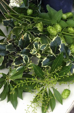 Evergreen branches of variegated holly and Pieris.