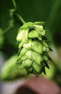 The fragrant tissue-like cones of a hop vine can be wrapped fresh around grapevine wreaths.