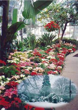 Victorian style W.W. Seymour Botanical Conservatory in winter, 1989-91