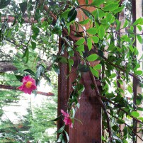 Camellia on a pergola