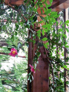 Camellia on a pergola