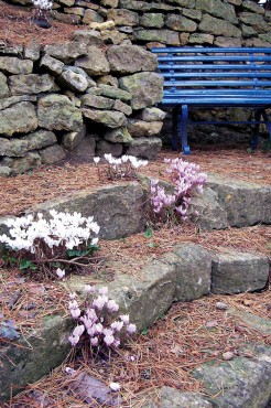 Cyclamen