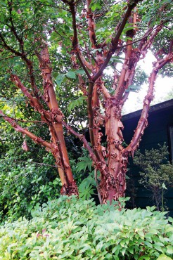 Paperbark maple