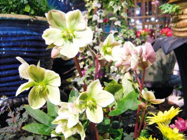 Ivory prince hellebore