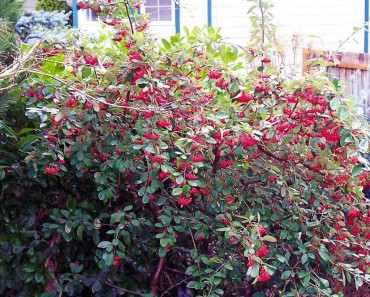 Cotton easter berries