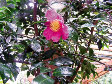 Camellia sasasqua