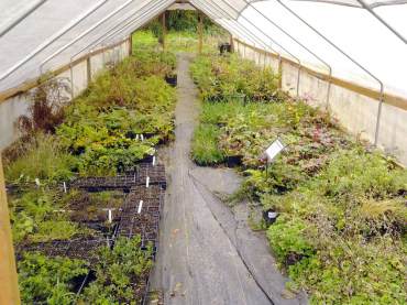 One of Woodbrook Nursery's propagation cold frames made from sturdier bent steel pipes.