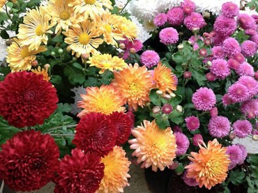 Chrysanthemums