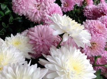 Chrysanthemums