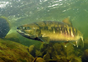 Chum Salmon