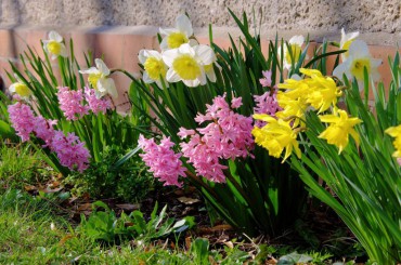 Daffodil Flowers