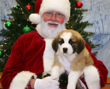 Santa With Doggy