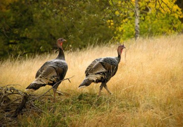 Wild Turkeys