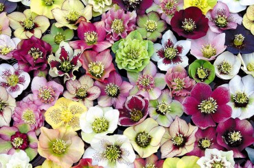 Hellebores abound