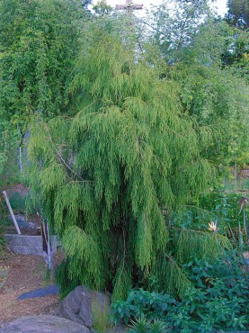 Weeping Conifer