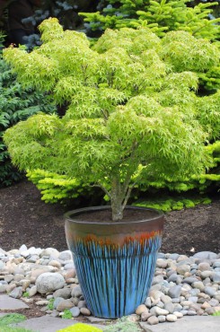 Acer palmatum 'Sharp's Pygmy'