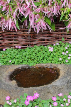 Campanula 'Pink Octopus' hangs over a rain catcher rock surrounded by Erodium chamaedryoides.