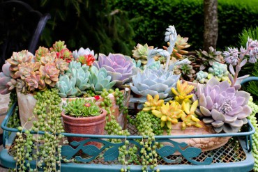 Succulent containers