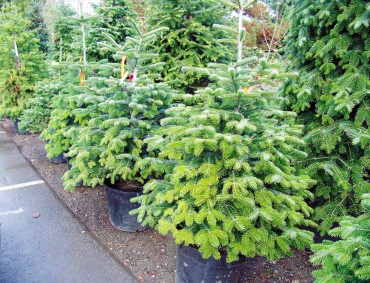 Living Christmas Trees