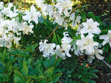 Orchard House — An English Cottage Garden