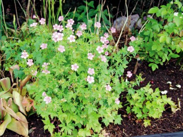 Orchard House — An English Cottage Garden