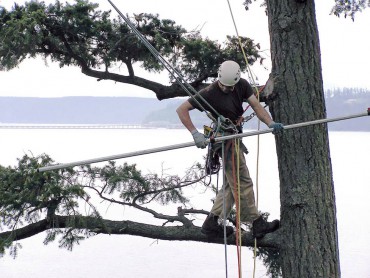 How to Care for Your Garden's Asset — Trees