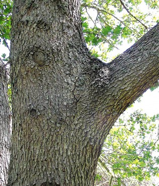 How to Care for Your Garden's Asset — Trees